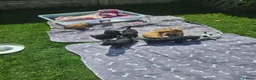 Cockapoo dogs for sale: Cockapoo F2 - Advert 1