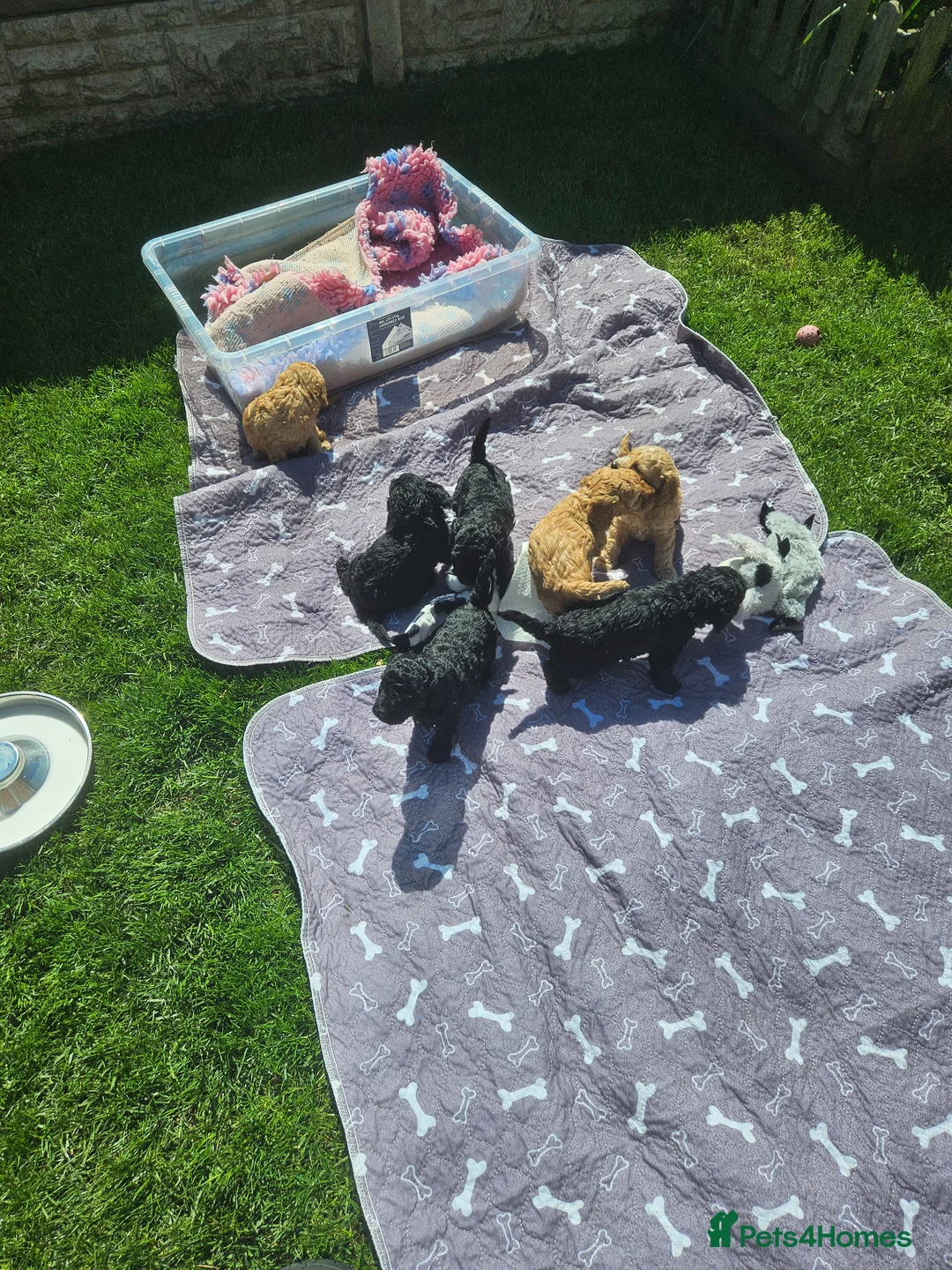 Cockapoo dogs for sale: Cockapoo F2 - Advert 1