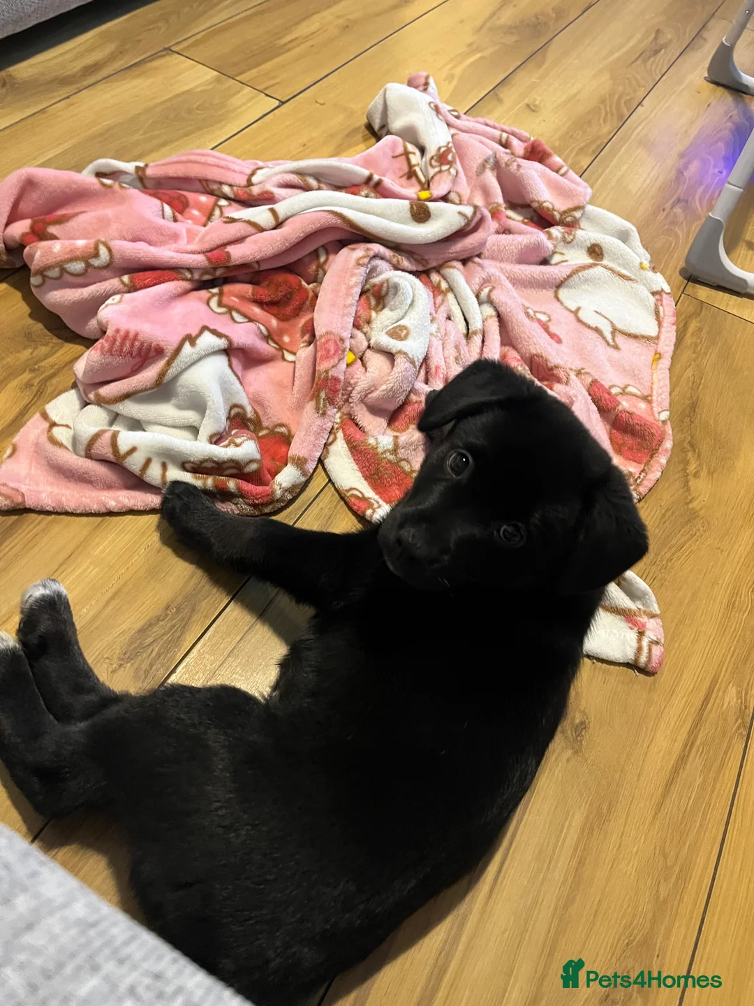 Mixed Breed dogs for sale: 1 beautiful female puppy left - Advert 7