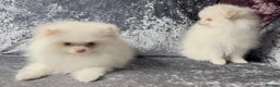 Pomeranian dogs for sale: Pomeranian puppies white - Advert 3