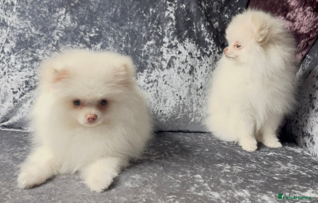 Pomeranian dogs for sale: Pomeranian puppies white - Advert 3