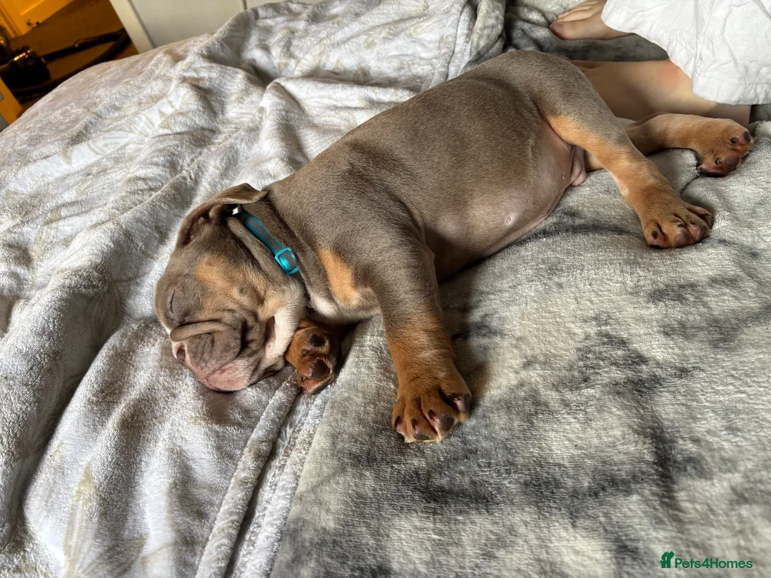 English Bulldog dogs for sale: 12 week English bulldog  - Advert 2