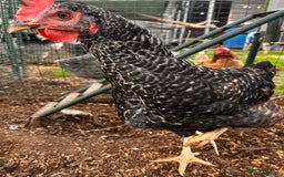 Chickens poultry for sale: Breeding flock of speckled and layer flock - Image 3