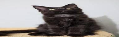 Maine Coon 2