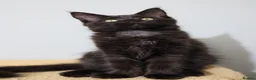Maine Coon cats for sale: Maine Coons ready now - Advert 15