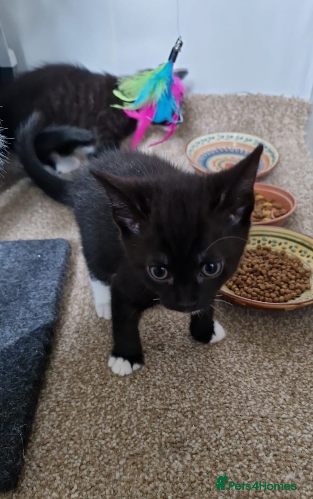 Mixed Breed cats very sweet female kitten - Advert 1