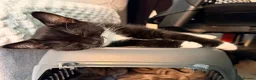 Mixed Breed cats for sale: Black and white kitten in need of forever home in Guildford - Advert 4