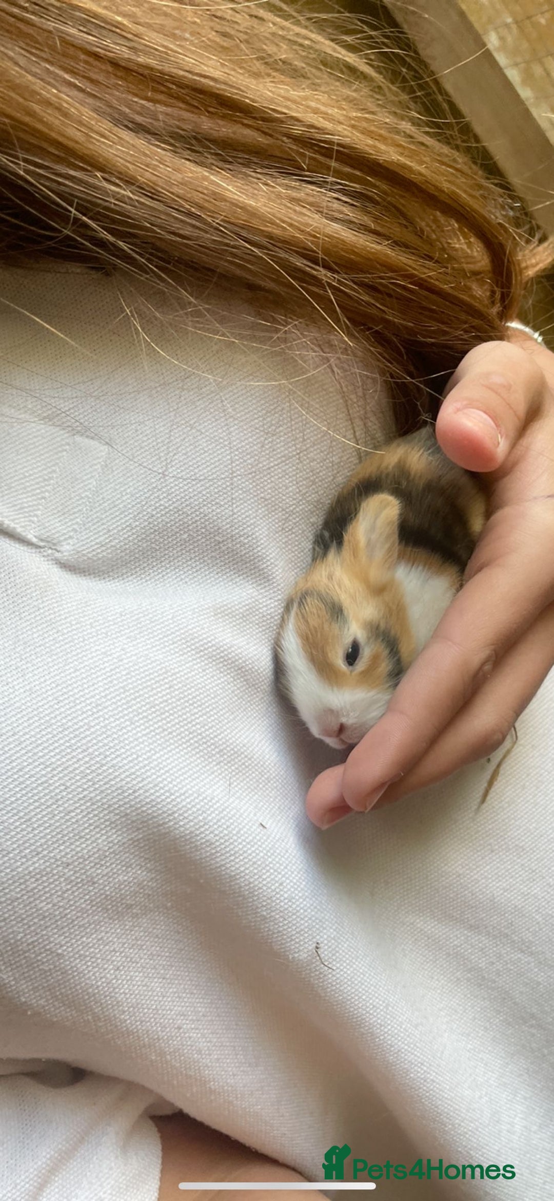 Tri Coloured Dutch rabbits for sale: Tricoloured Dutch Rabbits - Image 5