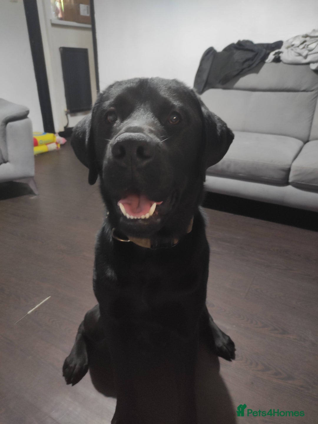 Mixed Breed dogs for sale: dog for sale  - Image 1