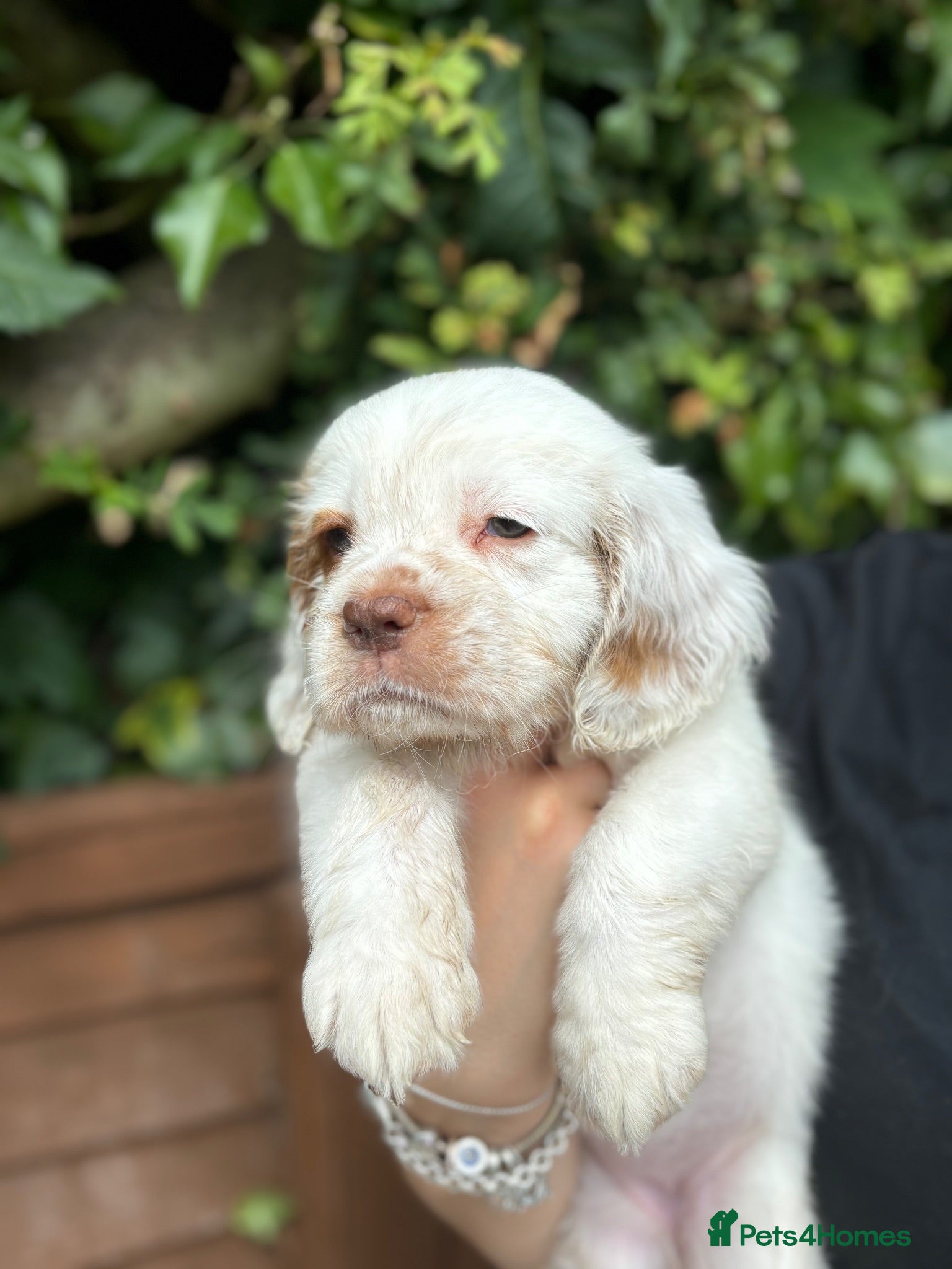 Clumber Spaniel dogs Top Quality Clumber Girl - Advert 1