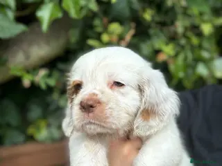 Clumber Spaniel dogs Top Quality Clumber Girl - Advert 1