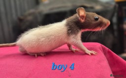 Rat rodents for sale: Male rats available - Image 4