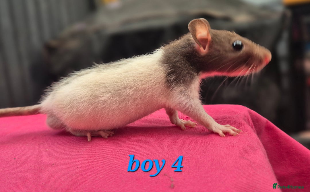 Rat rodents for sale: Male rats available - Image 4