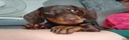 Dachshund dogs for sale: Dachshund Chocolate and Tan - Advert 8