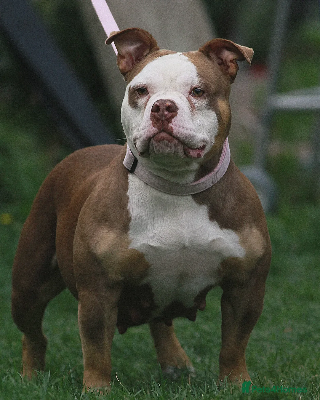 American Bully dogs for sale: Chocolate tri female  - Advert 6