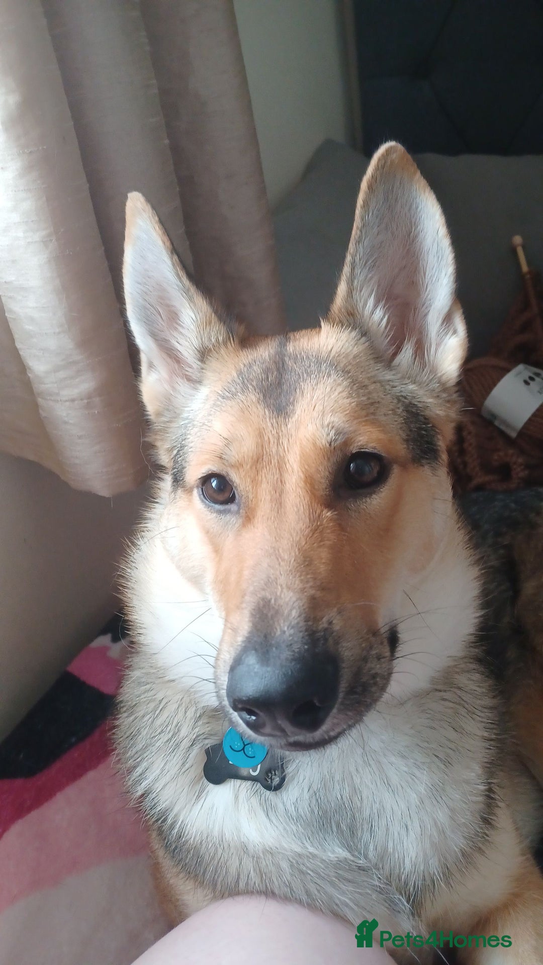 Shepsky dogs for adoption: 1 Year Old Super Friendly Shepsky Needs A New Home - Image 7