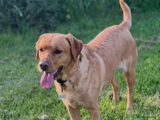 Labrador Retriever dogs Alan Jarvis Line Working Fox Red Labrador Puppies - Advert 1