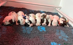 Cocker Spaniel dogs for sale: KC Reg; Home Raised; Low COI; DNA CLEAR; Show Type - Image 13