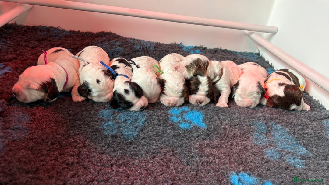 Cocker Spaniel dogs for sale: KC Reg; Home Raised; Low COI; DNA CLEAR; Show Type - Image 13