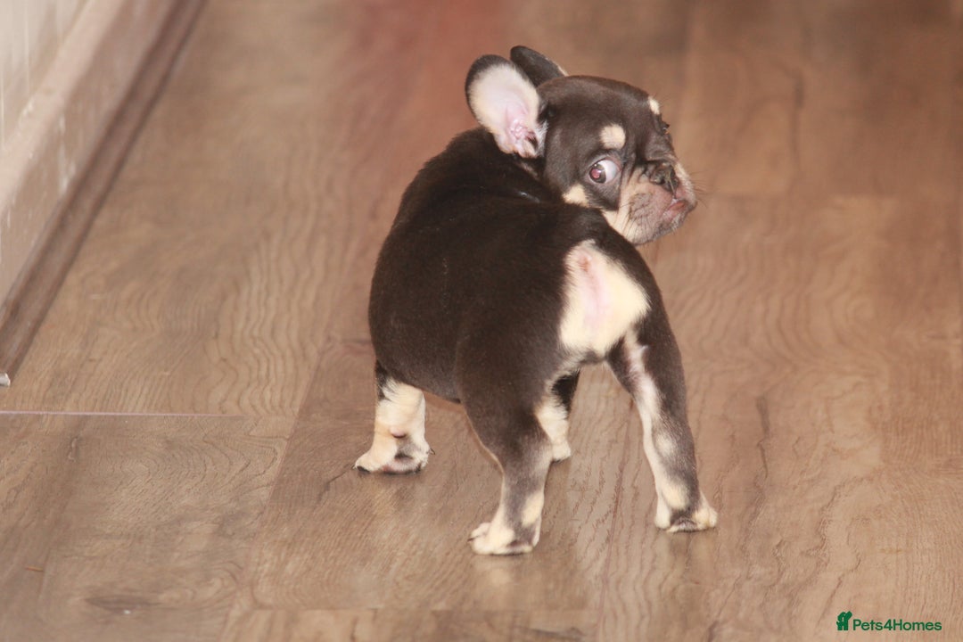 French Bulldog dogs for sale: ULTRA RARE - RAINBOW LITTER NON FLUFFY FRENCHIES - Advert 28