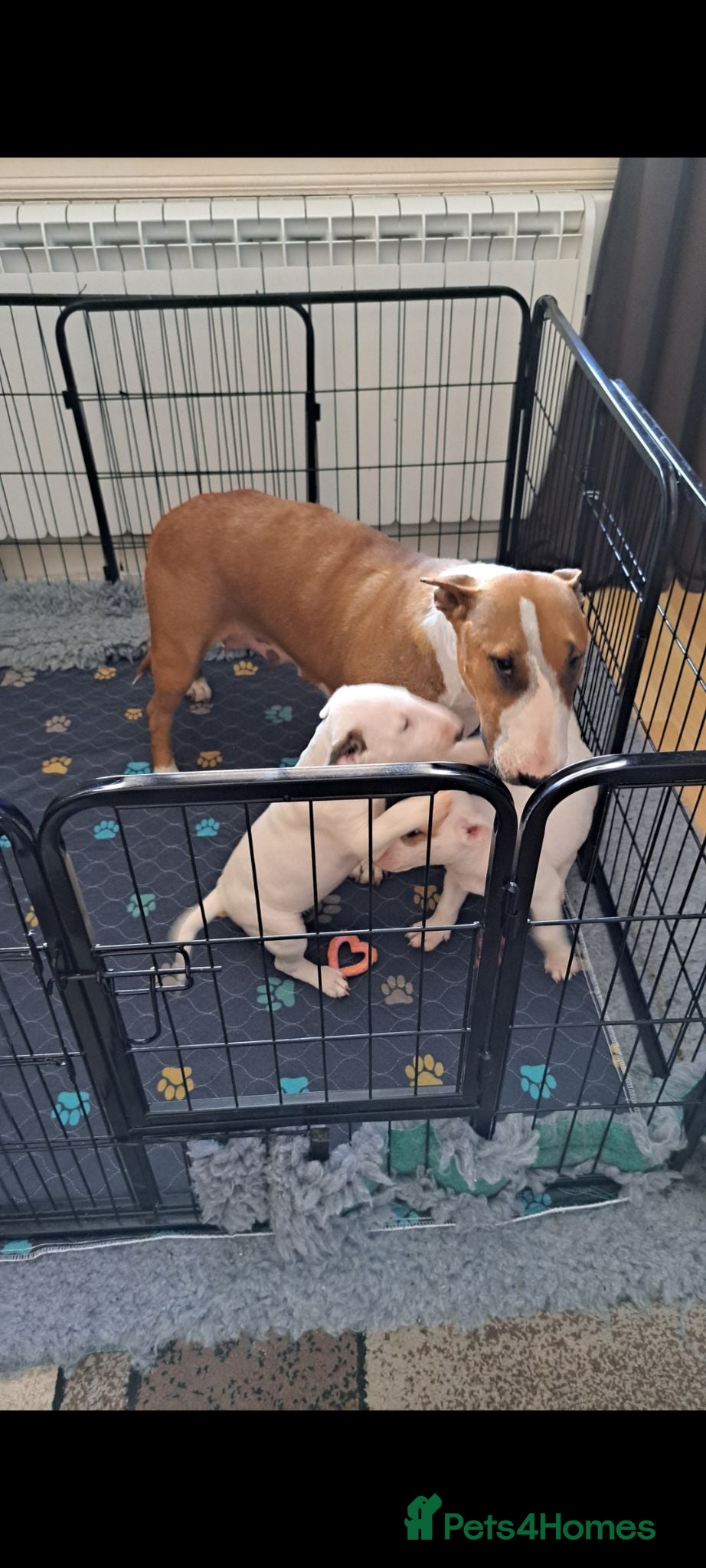Bull Terrier dogs 2 female bull terriers ready for new home - Advert 17