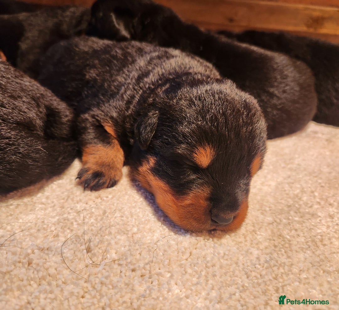Rottweiler dogs for sale: Champion Pedigree Rottweiler Puppies - Advert 10