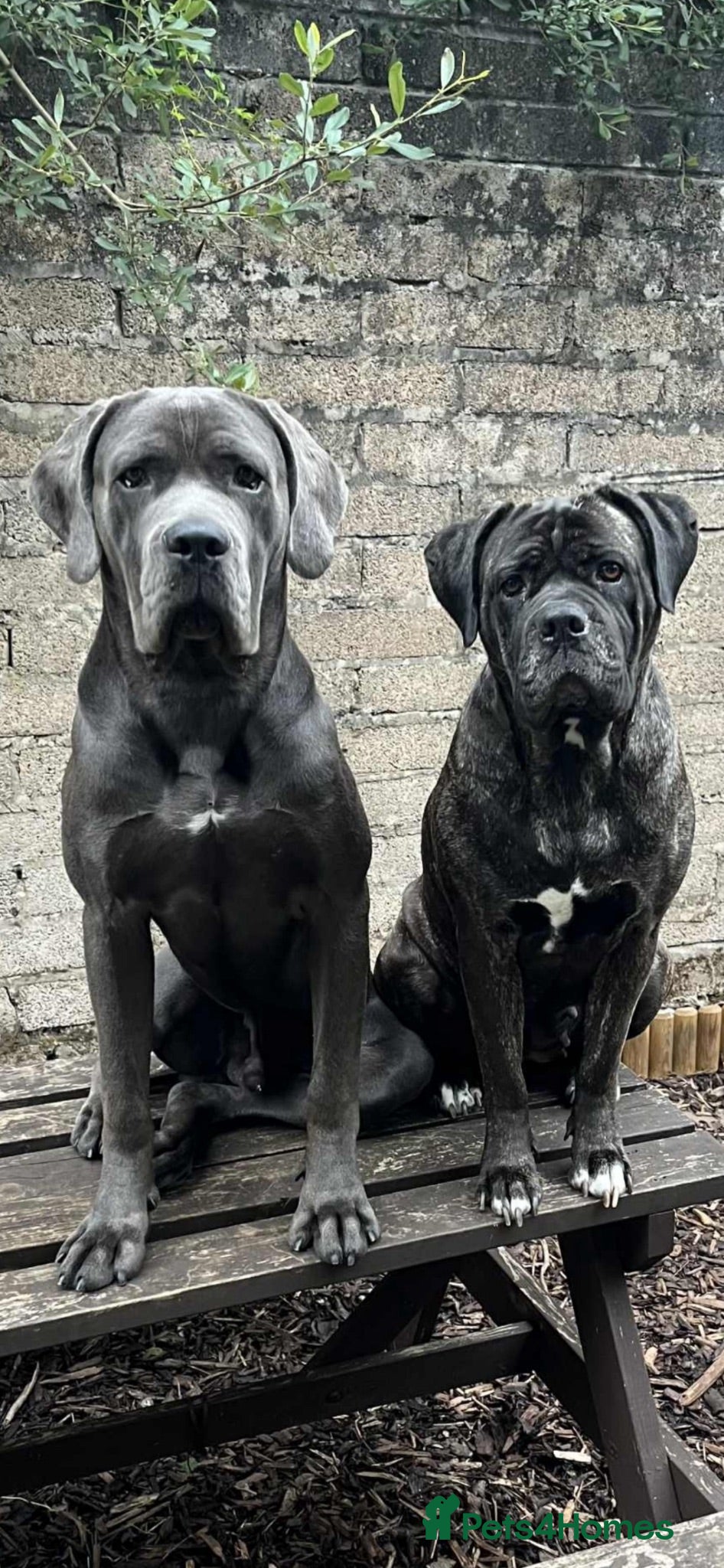 Cane Corso dogs Diego looking for his forever home 🏡🏡 - Advert 5