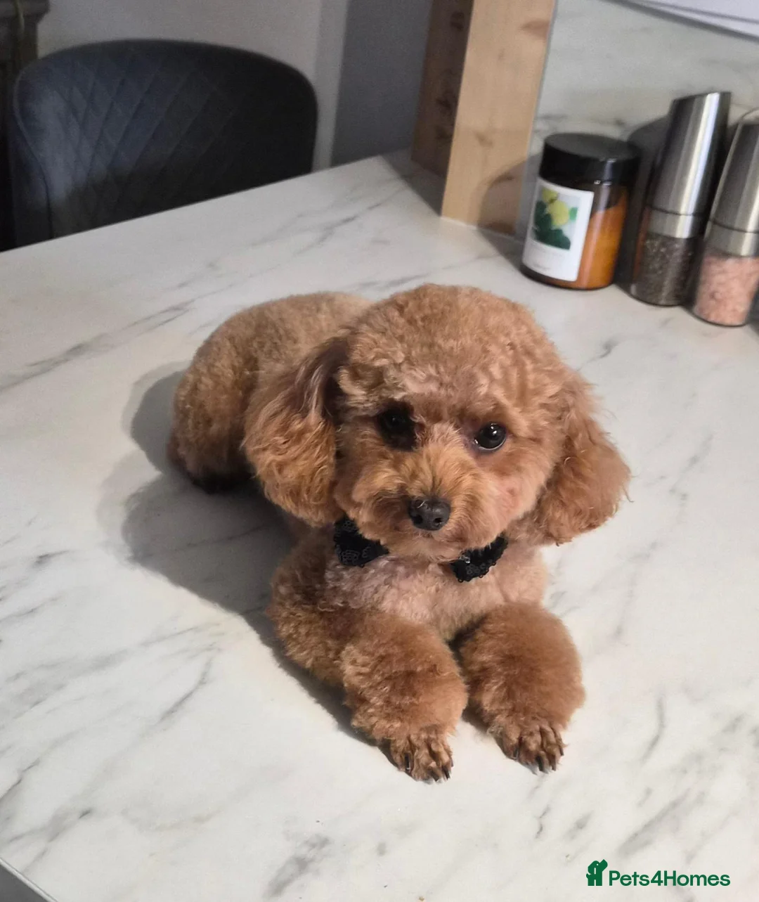 Toy Poodle dogs for stud: 🐩 Toy Poodle Female Wanted for Mating in Warwick - Advert 2
