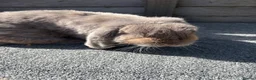 Mini Lop rabbits for sale: Mini lop bucks for sale  - Advert 7
