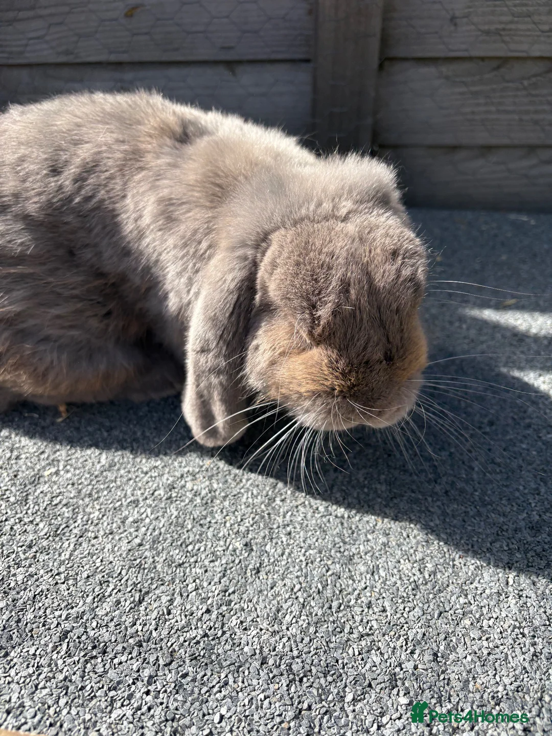 Mini Lop rabbits for sale: Mini lop bucks for sale  - Advert 7