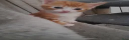 Domestic Shorthair cats for sale: Kittens for Sale - Advert 10