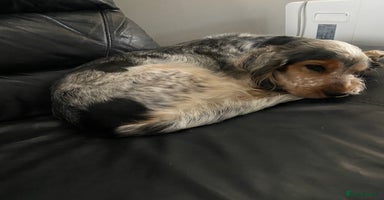 Cocker Spaniel dogs - Advert 3