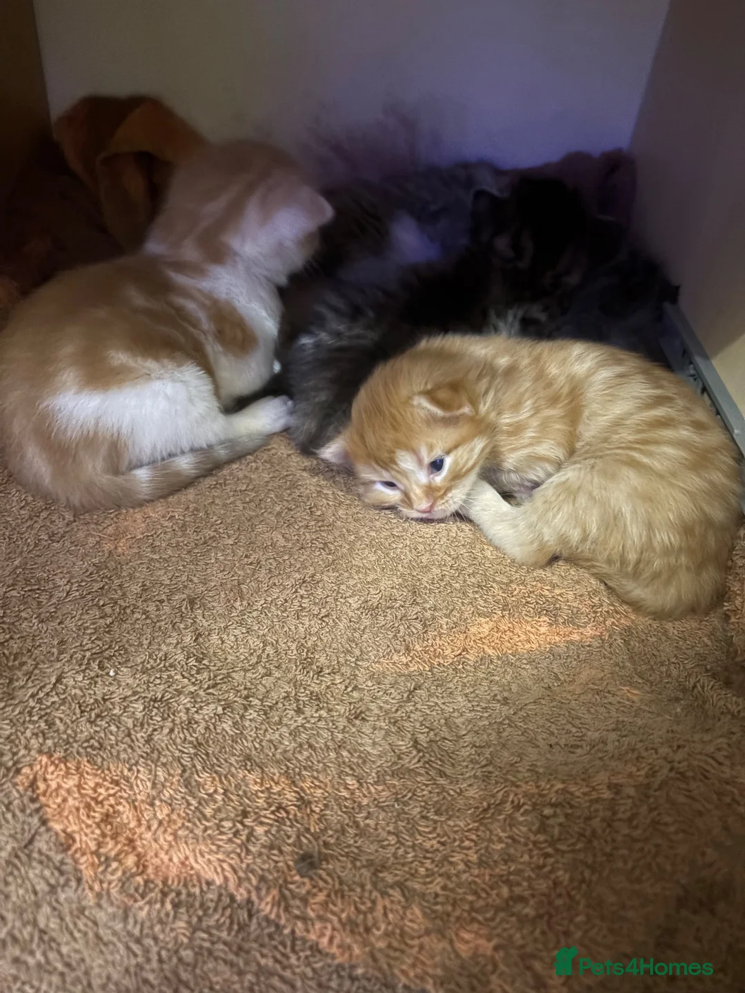 Mixed Breed cats for sale: Very loving kittens.  - Advert 8