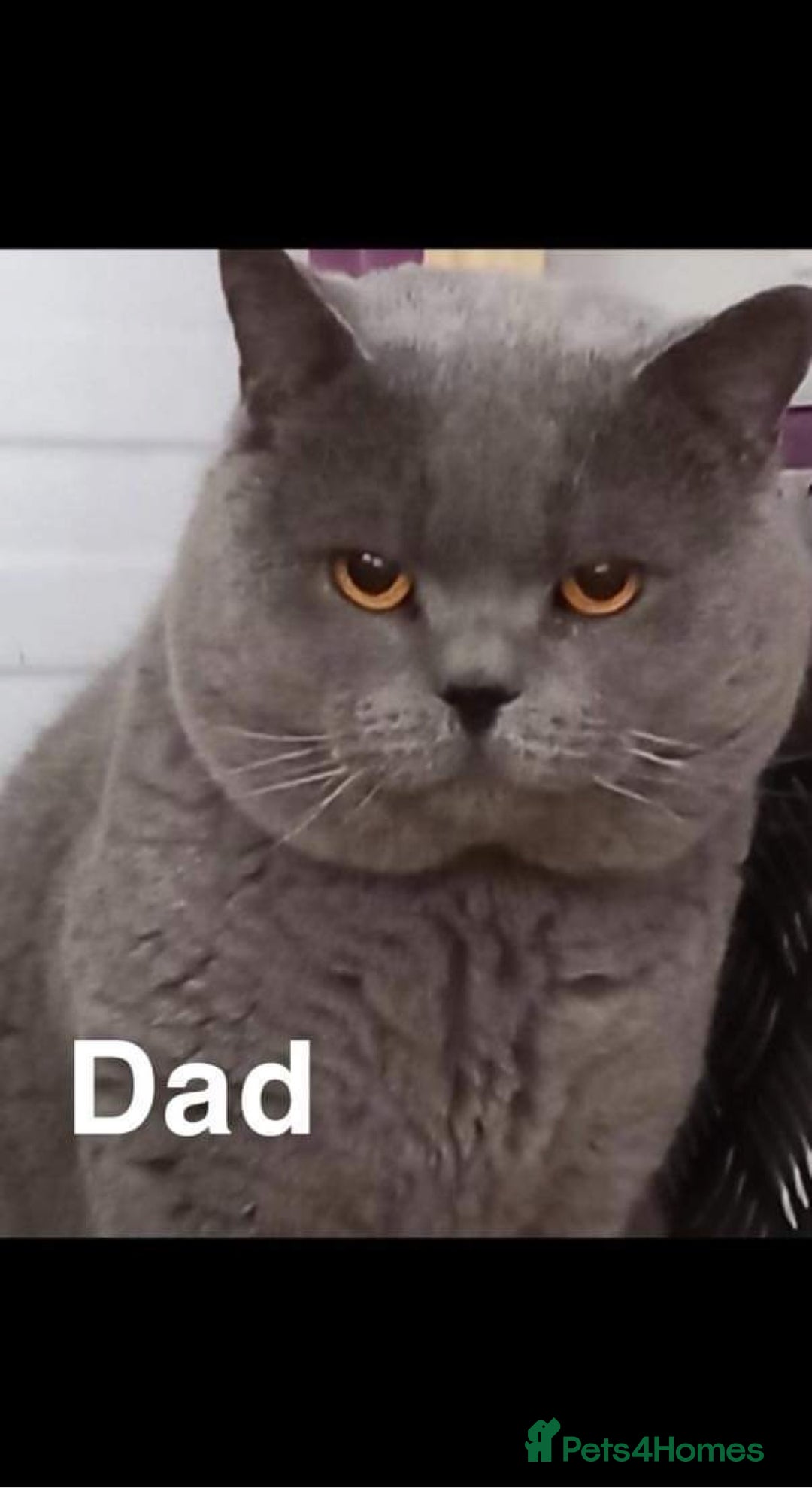 British Shorthair cats for sale: British short hair for sale - Advert 9