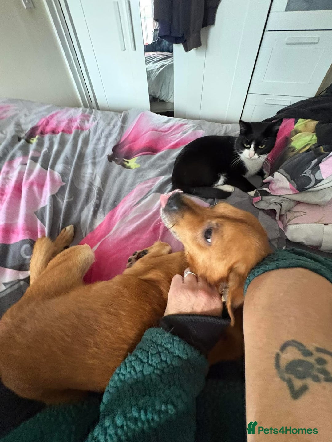 Mixed Breed dogs for adoption: Fry - Norwich Norfolk  - Advert 5