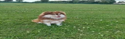 Pomsky dogs for stud:  Reggie the F3 pomsky for stud  in Liverpool - Advert 4