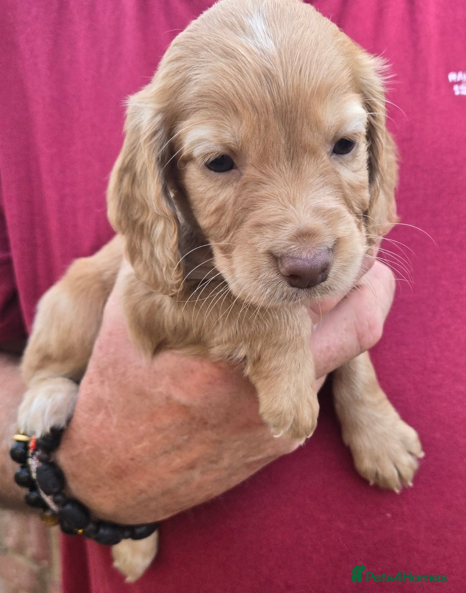 Cocker Spaniel dogs Outstanding puppies - Advert 2