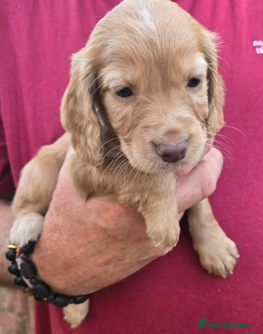 Cocker Spaniel dogs for sale: Outstanding puppies - Advert 2