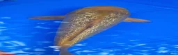 Koi Carp fish for sale: Small Medium & Large Koi Pond Fish in Chorley Carp - Advert 2