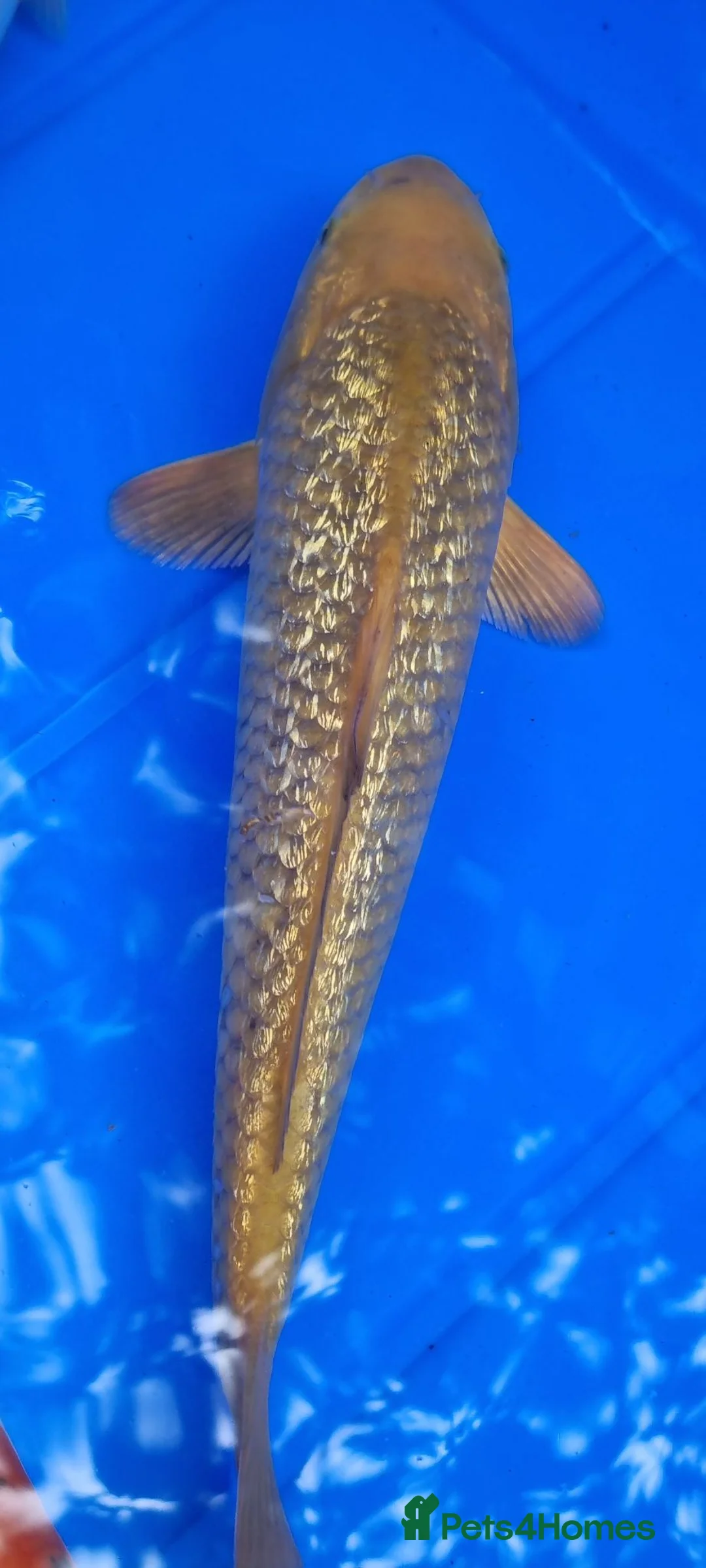 Koi Carp fish for sale: Small Medium & Large Koi Pond Fish in Chorley Carp - Advert 2