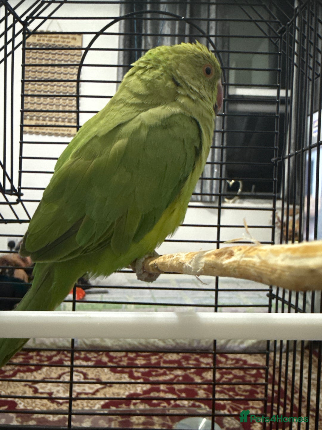 Ringnecks birds for sale: Green ring neck parrot - Image 2
