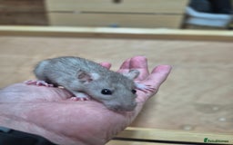 Rat rodents for sale: Male rats available - Image 13