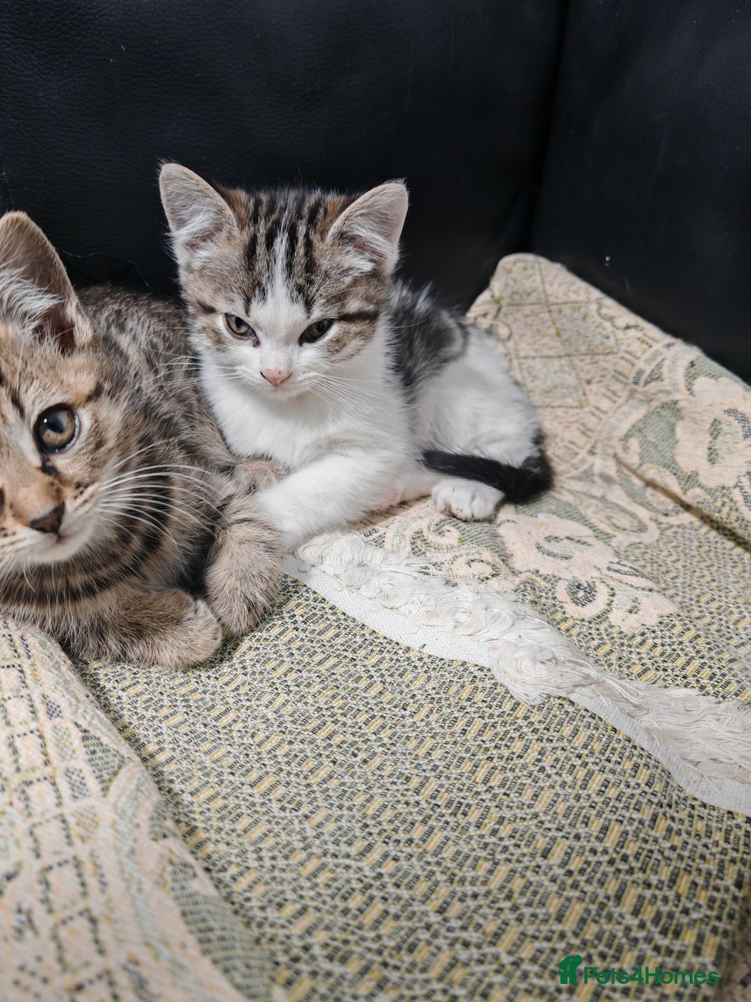 Mixed Breed cats for sale: Kittens for sale!  - Advert 3