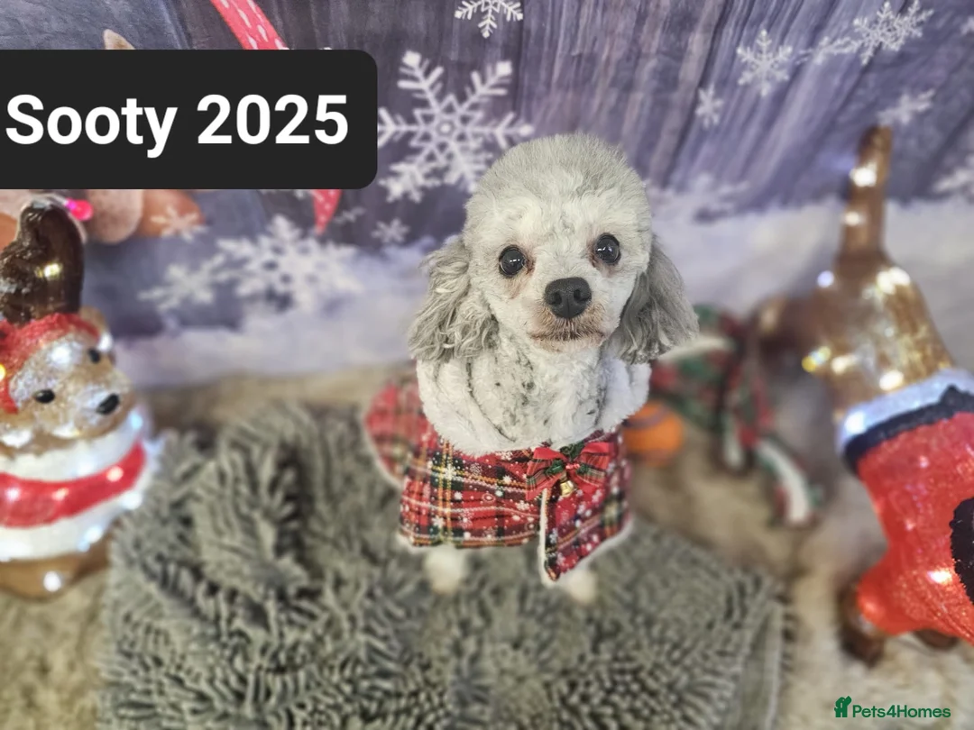 Toy Poodle dogs for sale: Asian toy poodles  in Wolverhampton - Advert 2
