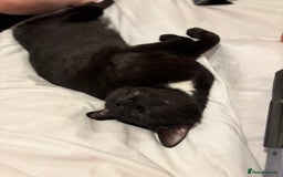 Domestic Shorthair cats for sale: Adorable Black and White cat for a loving home - Image 2