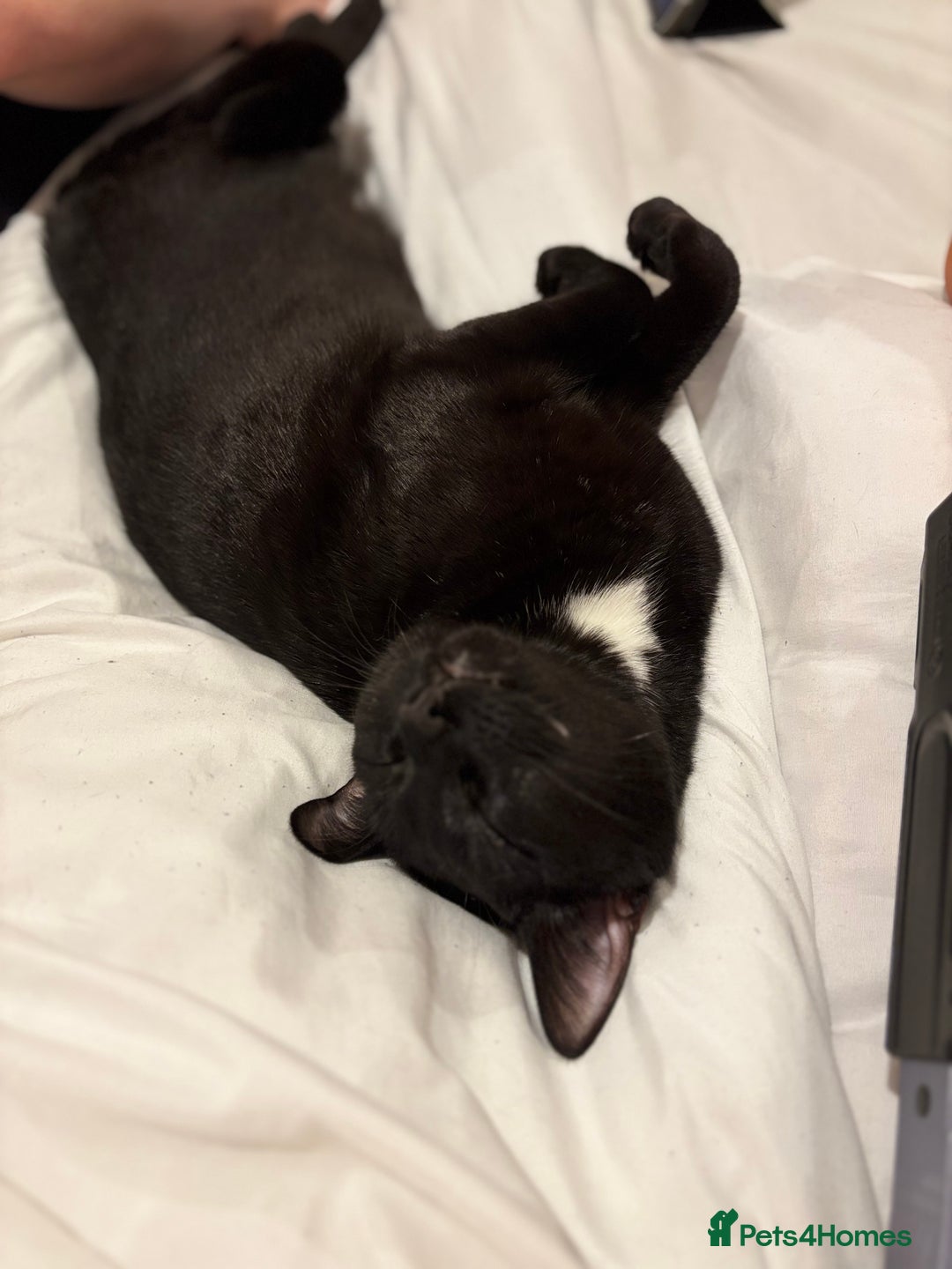 Domestic Shorthair cats for sale: Adorable Black and White cat for a loving home - Image 2