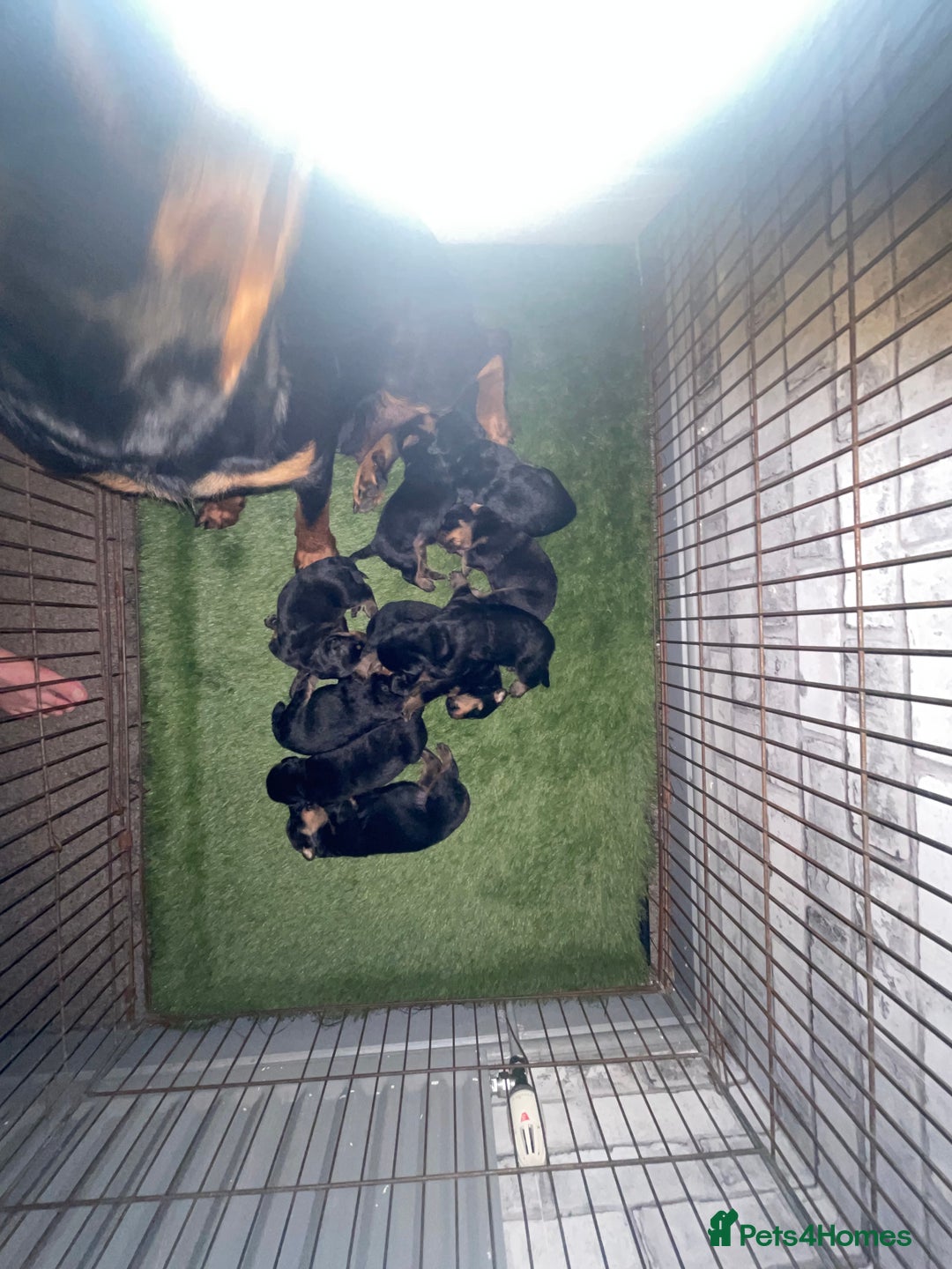 Rottweiler dogs for sale: Rottweiler/rotty puppies - Image 4