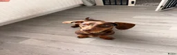 Miniature Dachshund dogs for sale: 10 MONTH OLD DACHSHUND LOOKING FOR HIS 4EVER HOME in Bournemouth - Advert 2