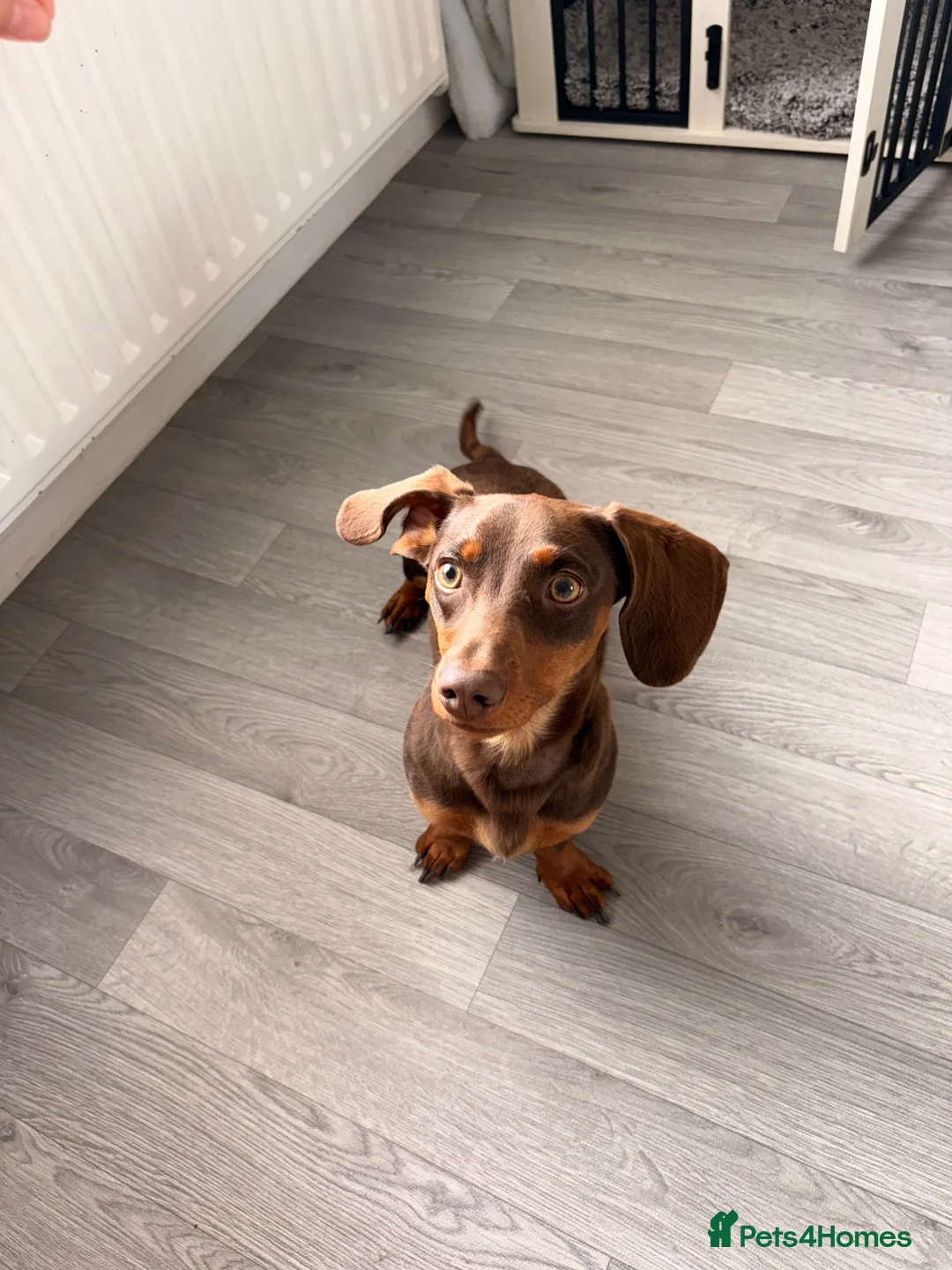 Miniature Dachshund dogs for sale: 10 MONTH OLD DACHSHUND LOOKING FOR HIS 4EVER HOME in Bournemouth - Advert 2