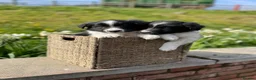 Border Collie dogs for sale: Beautiful Border Collie Puppies  - Advert 13